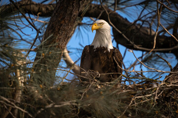 american bald eagle