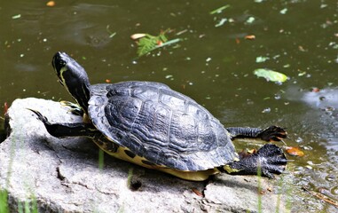 Super Turtle on a rock