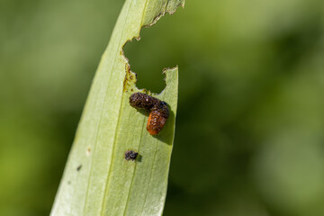 Scarlet lily beetle larva covered in excrement feeding on lily leaf 