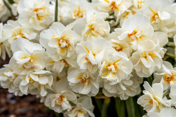 Narcissus 'Erlicheer' double daffodil close up
