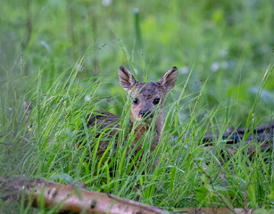 Frisches Rehkitz in Deckung