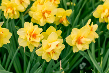 Double Yellow and orange narcissus daffodil flowers growing in the spring garden