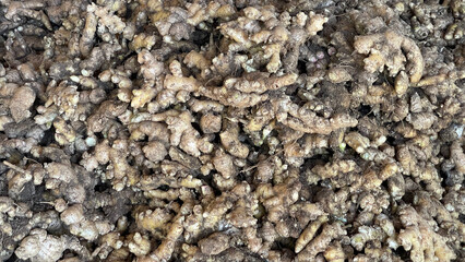 Freshly harvested ginger spice