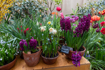 Purple hyacinth Woodstock blooms in a garden in April. Hyacinthus orientalis