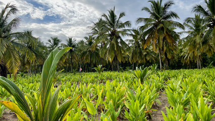 Turmeric spice plants intercropped with coconut growing in Sri Lanka