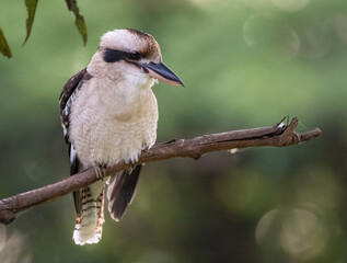 Kookaburra (Dacelo novaguineae) portrait. Beautiful Australian bird, Sydney, New South Wales.
