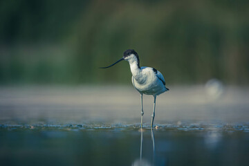 Säbelschnäbler im Wasser