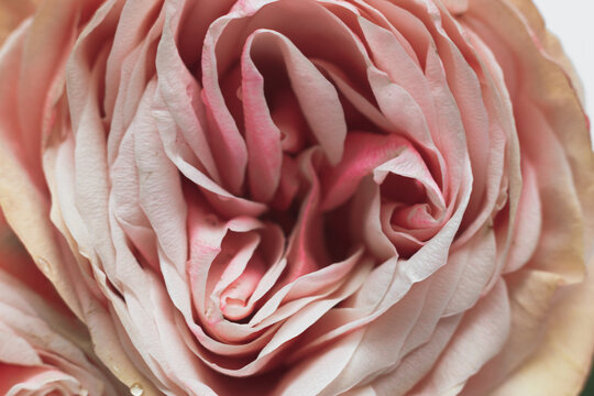 Bud of pink peony rose close-up, macro photo