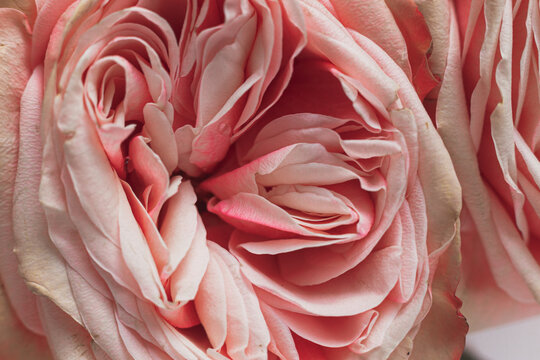 Bud of pink peony rose close-up, macro photo