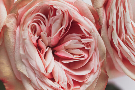Bud of pink peony rose close-up, macro photo