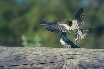 Rauchschwalben bei der Fütterung