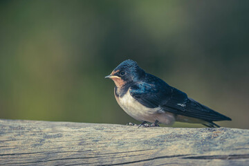 Rauchschwalben bei der Fütterung
