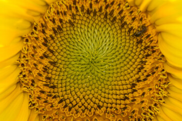 close up of a sunflower