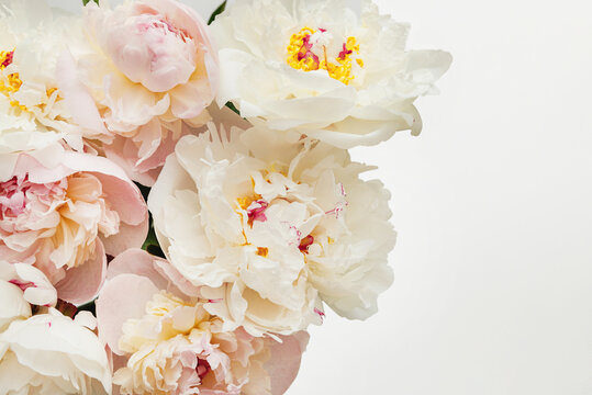 Fresh white peony flowers on light background. Empty place for text, quote or sayings