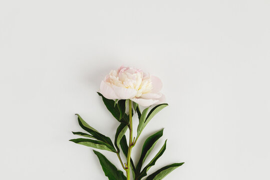 One single pink peony flower with green leaves on white background with copyspace