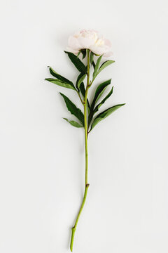One single pink peony flower with green leaves on white background.