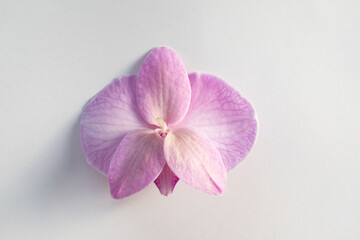 Obraz premium Backside orchid flower on light grey background, close-up. A single purple phalaenopsis for poster, calendar, post, screensaver, wallpaper, card, card, banner, cover, website, copy space for your