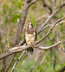 A beautiful Swainson's Hawk perched upon a limb in the woods. Viewed up close with a woodland background.