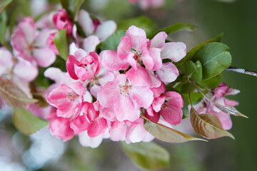 Closeup apple tree branch with rose flowers, blur background.