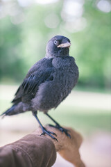 jackdaw bird standing on man's arm
