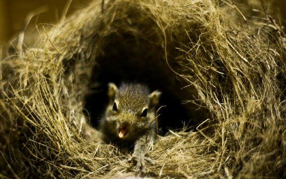 a squirrel in a nest