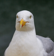 Herring Gull Larus argentatus in full adult plumage close up looking into camera.