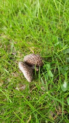 mushroom in the grass