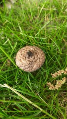 mushroom in the grass
