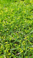 green grass background