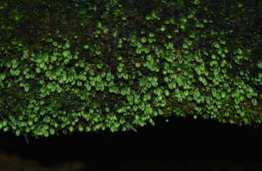green leaf with water on the leaf	