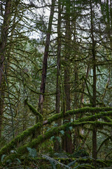 Golden Ears Provincial Park