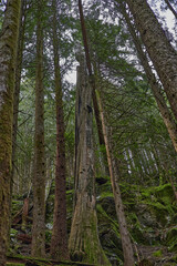 Golden Ears Provincial Park
As one of the largest parks in the province, Golden Ears Provincial Park is prized for its recreational opportunities. The extensive system of trails within the park provid