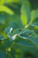 A colorado potato beetle on a potato plant in a backyard garden. 