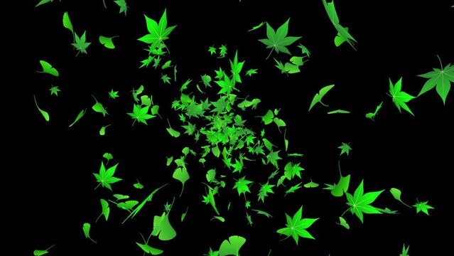Loop back center rotation maple ginkgo alpha channel