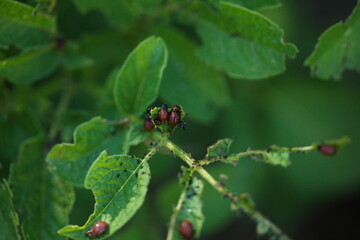 A colorado potato beetle on a potato plant in a backyard garden. 