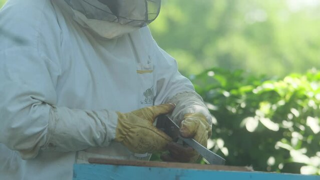 Dreamy look of beeper opening bee hive. 
Sunny day with a blurry background.