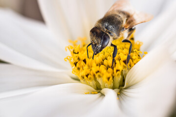 Macro shot of white cosmos flower with yellow middle and a bee