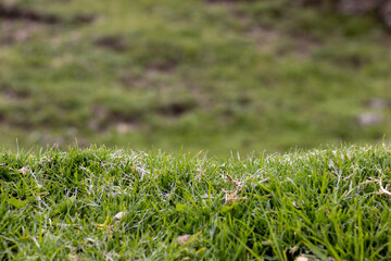 HUANCAVELICA, PERU - JUNE 29, 2022: Approach of a vegetation in the foreground that describes a horizontal path. Defocused background of vegetation and land.