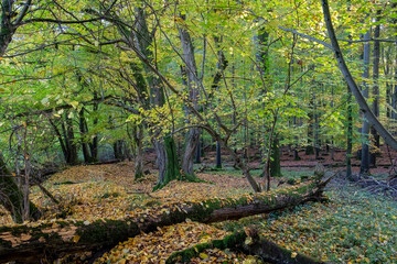 Bunter Laubwald im Herzen Norddeutschlands