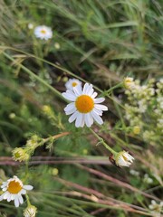 daisies in the grass