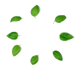 Various green basil leaves isolated on white background, top view.