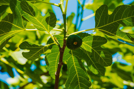 Green unripe figs fruits on the branch of a fig tree or sycamine with plant leaves in sunny summer day.