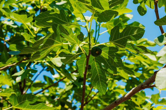 Green unripe figs fruits on the branch of a fig tree or sycamine with plant leaves in sunny summer day.