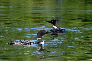A pair of common loons hunt together on Alaska's Reflection Lake.