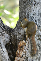 Tiny pine squirrel eating seeds while perched in a tree.