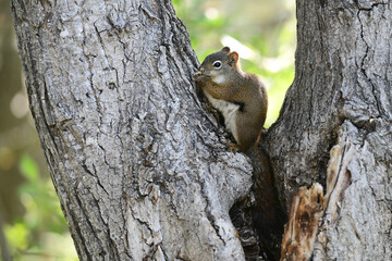 Tiny pine squirrel eating seeds while perched in a tree.