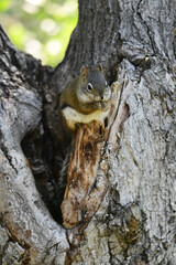 Tiny pine squirrel eating seeds while perched in a tree.