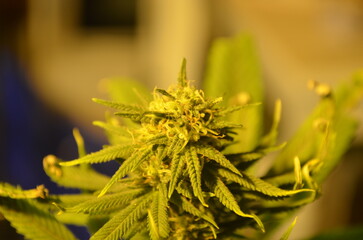 close up of a flower