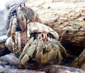 Costa Rica pacific sea life