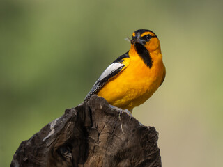 Northern Oriole catching insects for a meal in the morning light